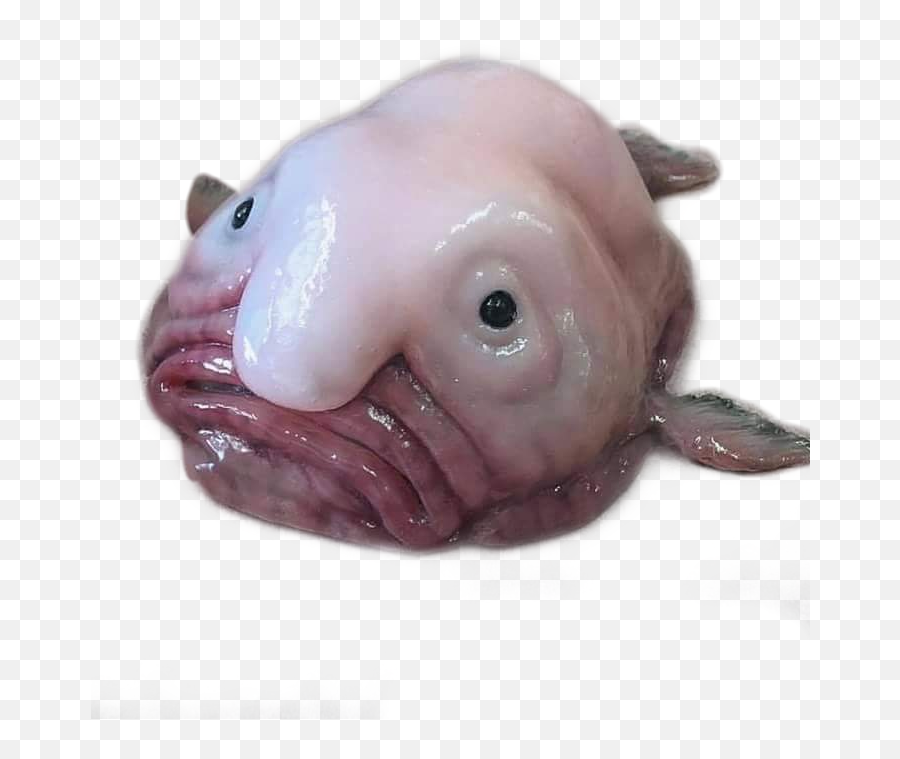 Hd Blobfish Transparent Png Image - Blobfish Png,Blobfish Png
