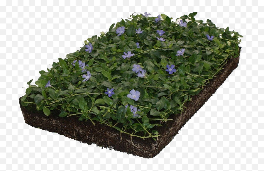 Groundcover Png Images - Vinca Minor Alba,Ground Cover Png