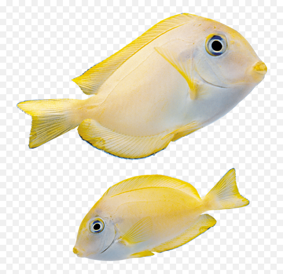 Fish - Marine Fish Png,Fishes Png