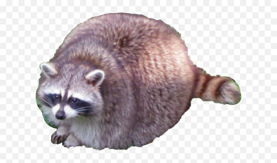 Popular And Trending Raccoon Stickers - Fat Raccoon Png,Raccoon Transparent Background