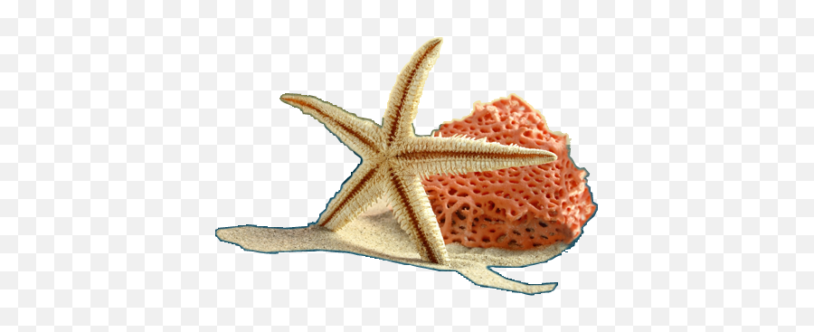 Index Of - Soft Png,Starfish Png