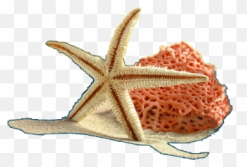 Index Of - Soft Png,Starfish Png