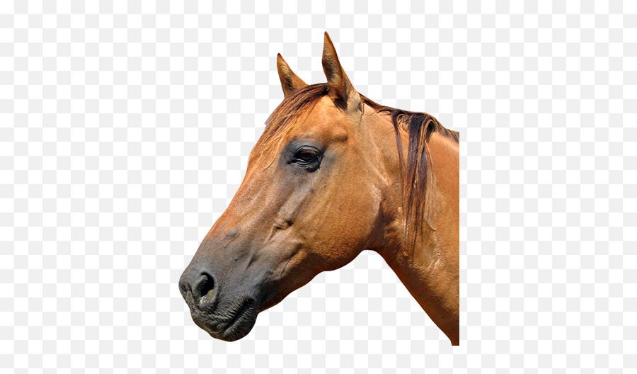 Horse Head Logo Png - Transparent Background Transparent Horse Head,Horse Head Png