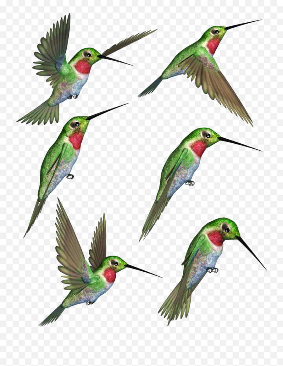 Hummingbird Clipart Humming Bird - Ruby Throated Hummingbird Clipart Png,Hummingbird Png