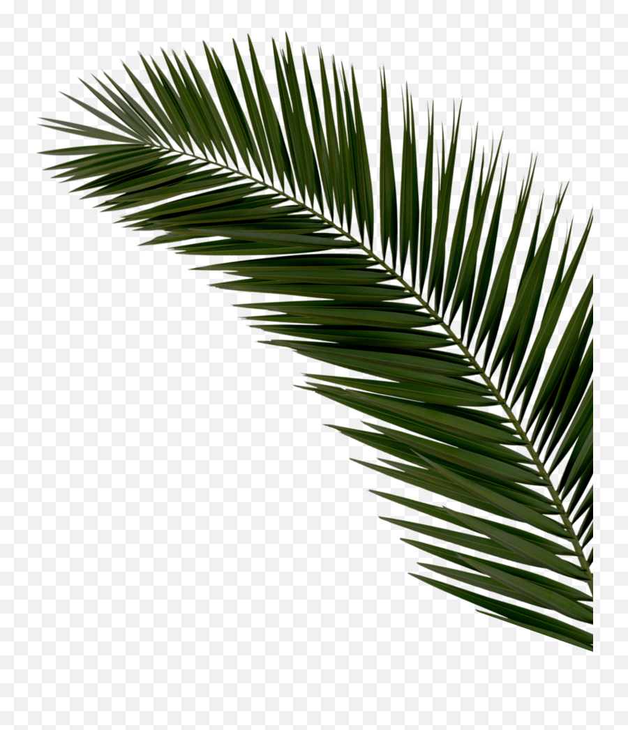 Palm Branch - Palm Leaf Palms Png,Palm Branch Png