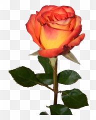 Red - Yellow Roses Flowers png