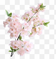 Simulation Sakura Tree Wedding Decoration Balcony Pipe Show - Nhánh Hoa Anh ào png