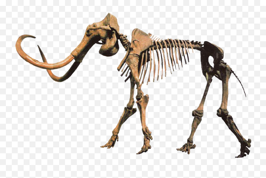 Hebior Mammoth Clean - Columbian Mammoth Skeleton Head Png,Clean Png