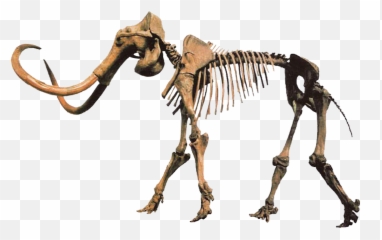 Hebior Mammoth Clean - Columbian Skeleton Head png