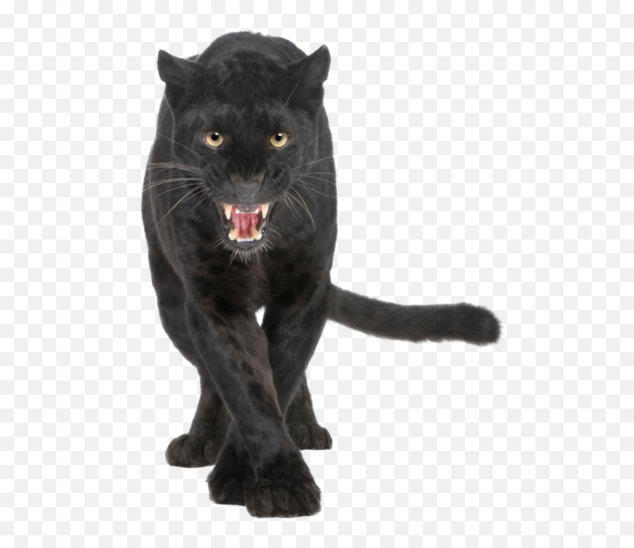 Panther Png Hd - Black Leopard Png,Black Panther Transparent