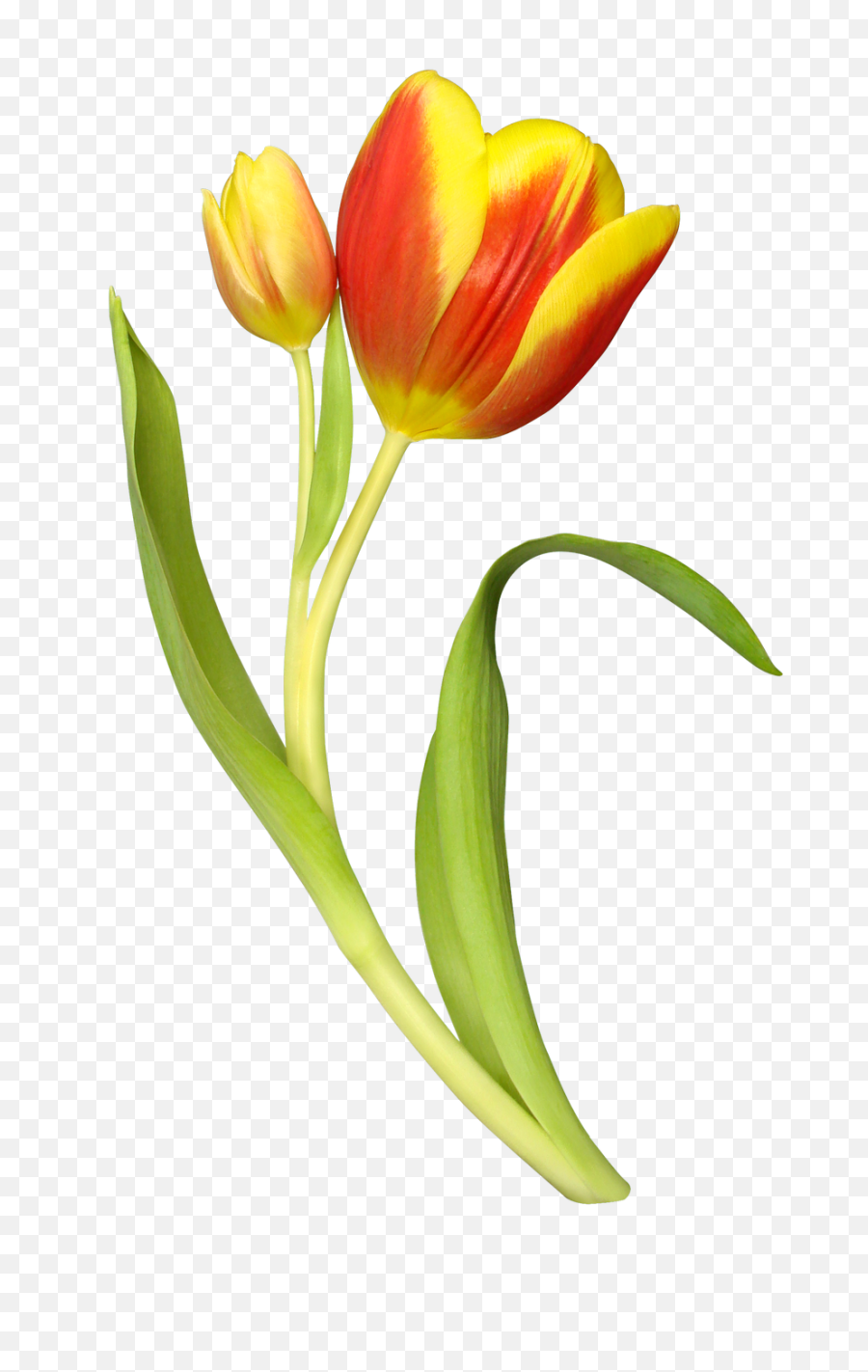 Tulip Png Image - Purepng Free Transparent Cc0 Png Image Tulips Clipart Transparent Background,Tulip Transparent
