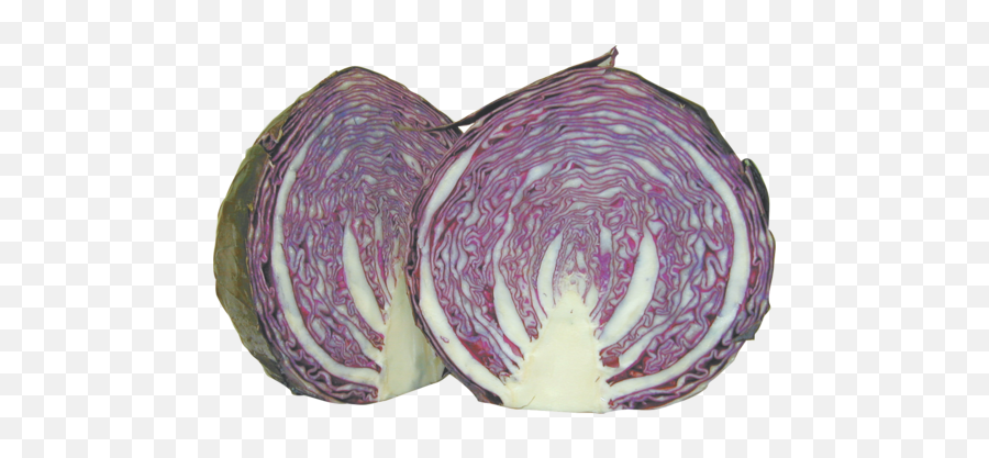 Download Free Purple Photos Cabbage Half Png Image High Icon