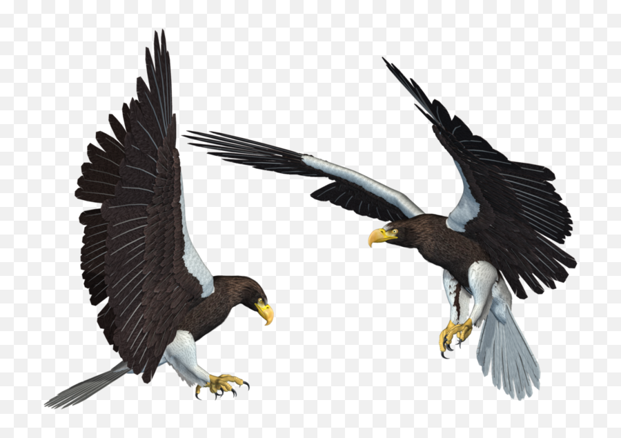 Download Free Png Bald Eagle Transparent Picture - Dlpngcom Sea Eagle Png,Bald Eagle Transparent