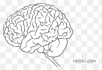 Brain Outline Black And White - Firework Makers Daughter Elephant png