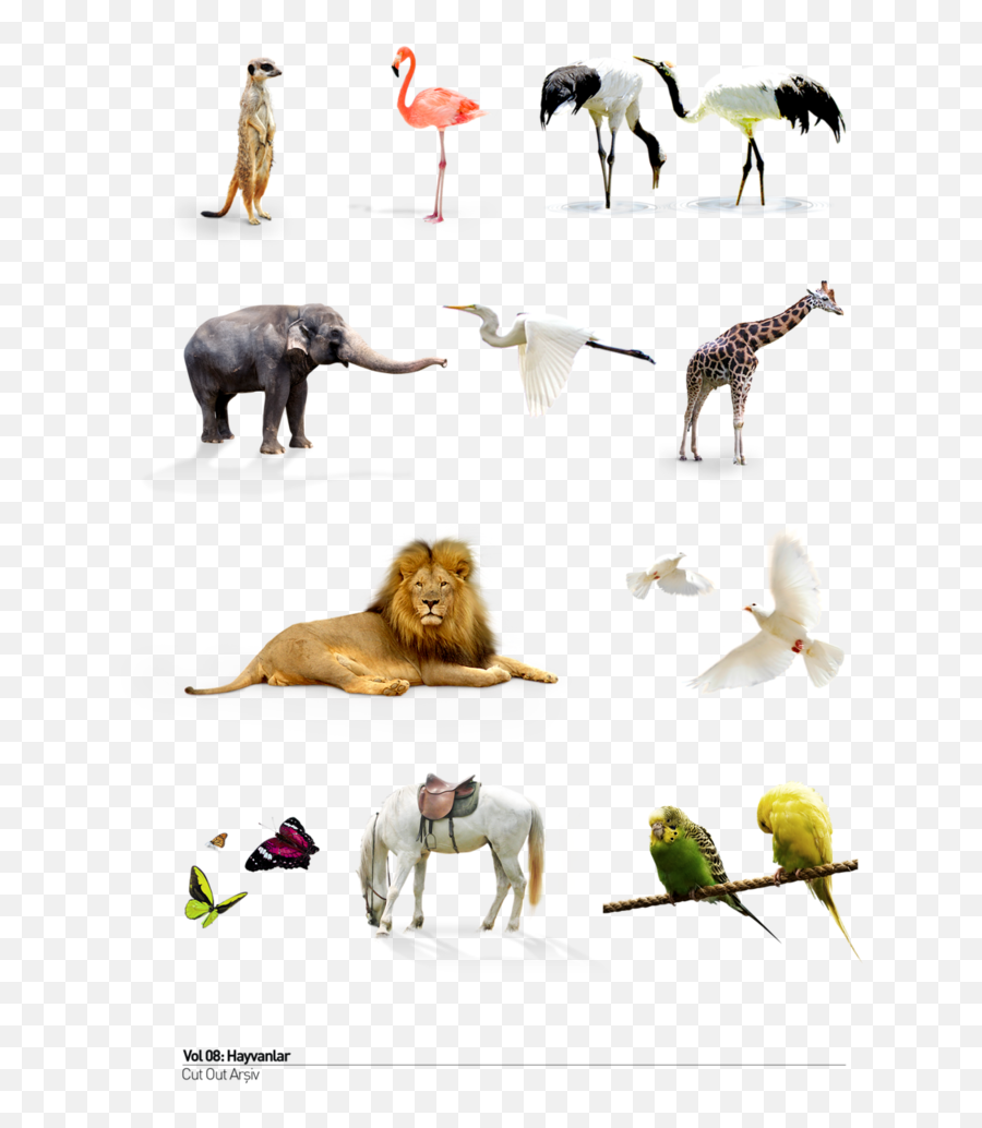 Download Wild Animals Png - Animals Png Hd Background,Animals Png