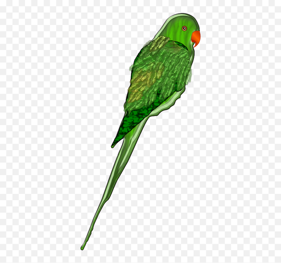 Pirate Parrot Png Clip Arts For Web - Clip Arts Free Png Parakeet,Pirate Parrot Png