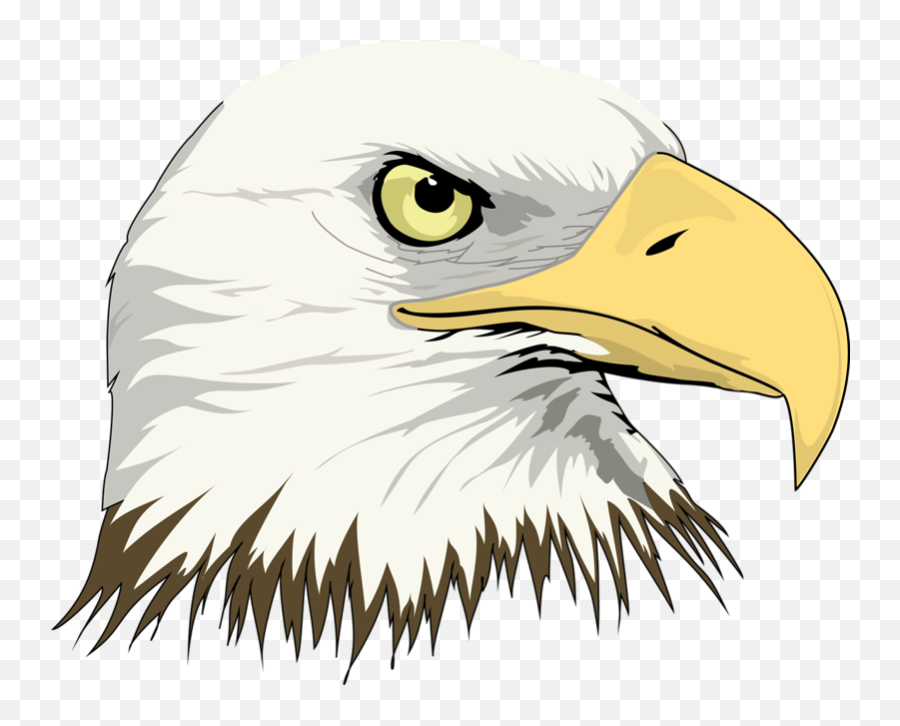 Bald Eagle Drawing Clip Art - Eagle Head Png Download 800 Drawing Of Eagle Head,Bald Head Png