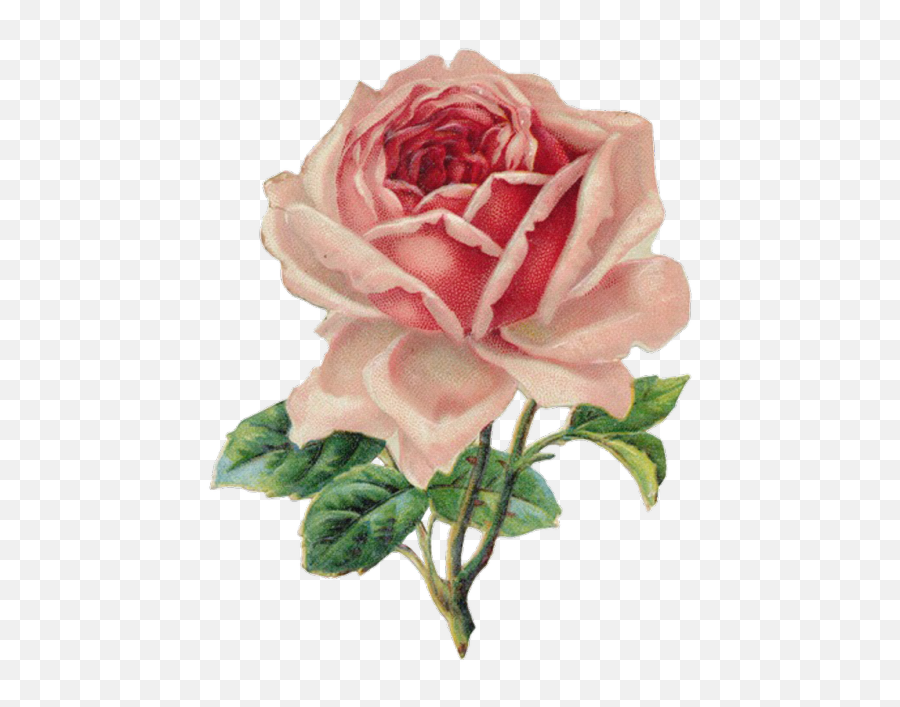 Transparent Roses Tumblr - Vintage Rose Clipart Png,Rose Transparent