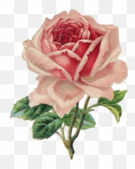 Transparent Roses Tumblr - Vintage Rose Clipart png