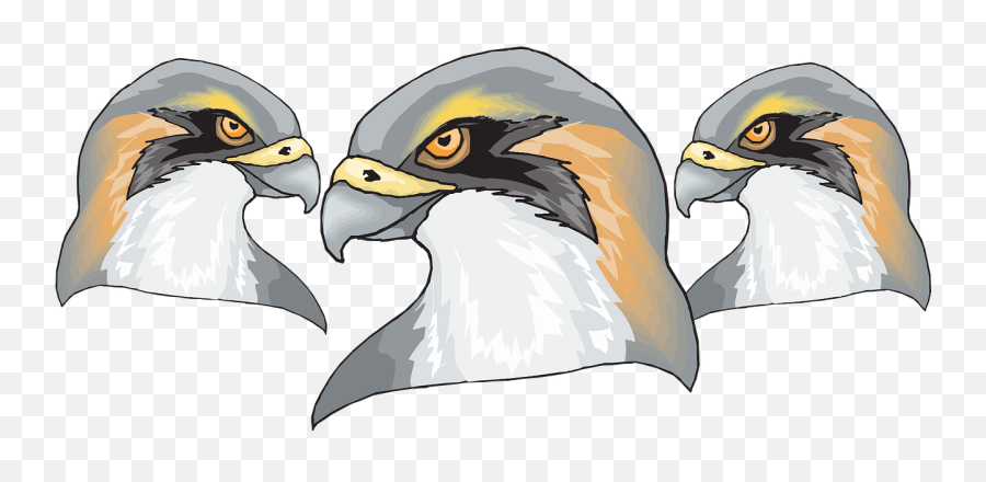 Bird Falcon Predator - Free Vector Graphic On Pixabay Hawk Head Png,Falcon Png