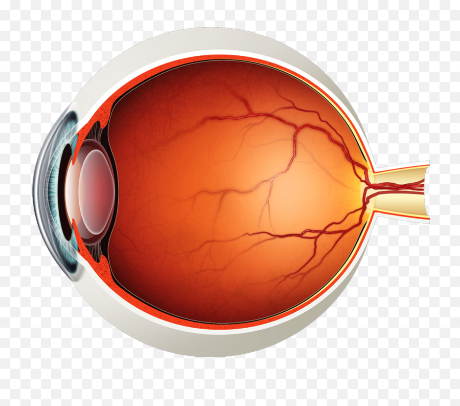 Diagram Of The Eye - Lions Eye Institute Retina Png,Light Eyes Png