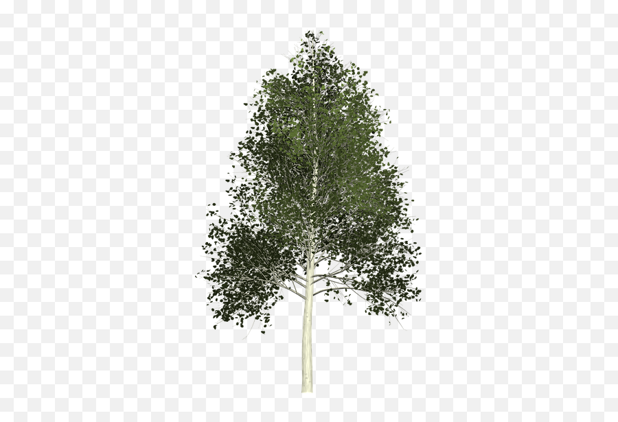 Aspen Tree Transparent Background Full Size Png Download - Aspen Tree Transparent Background,Tree With Transparent Background