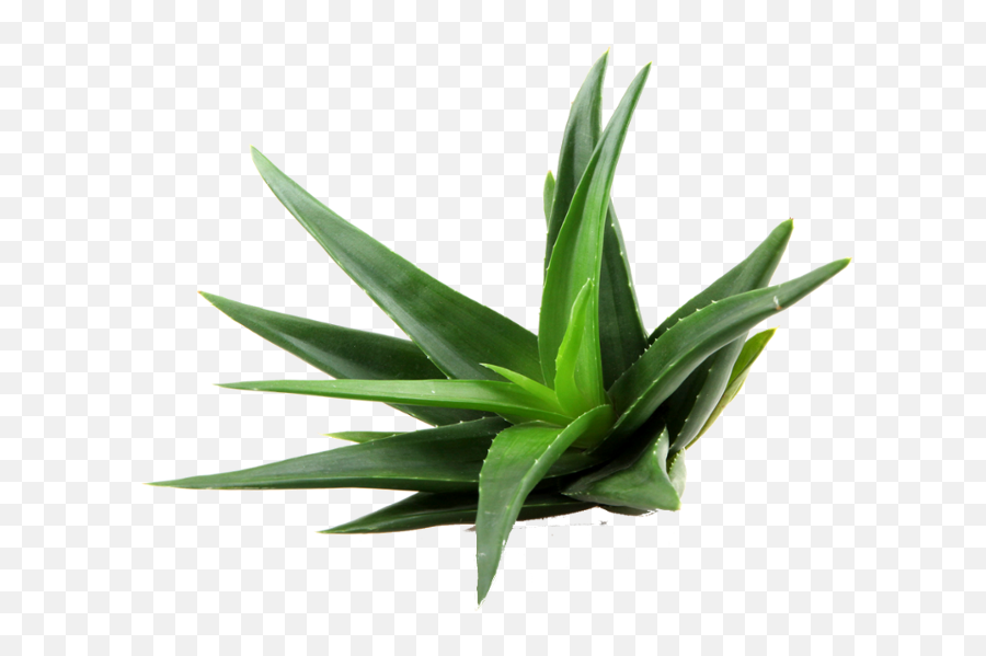 Aloe Png Clipart For Designing Projects - Aloe Vera Png,Aloe Png