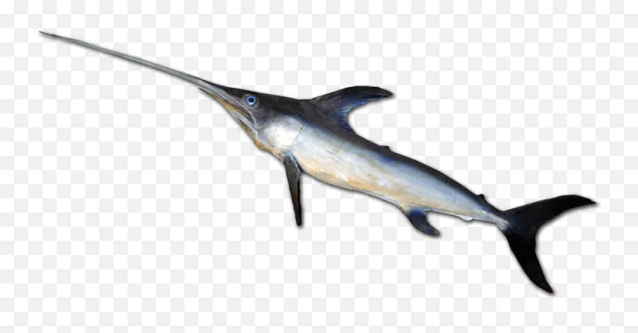 Swordfish - Atlantic Blue Marlin Png,Swordfish Png