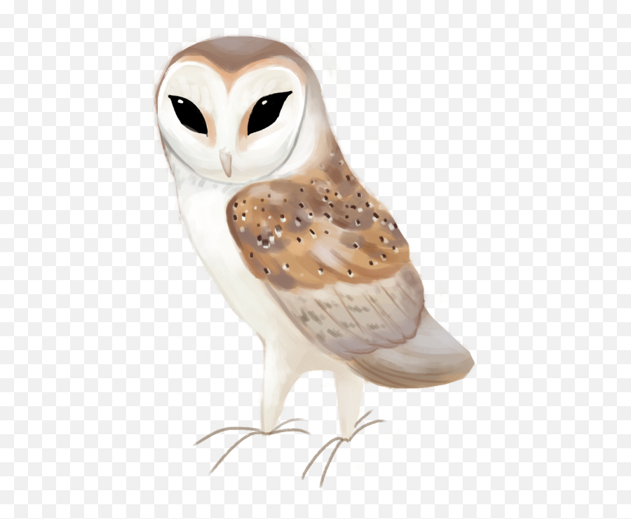 Download Western Barn Owl Tyto Alba - Barn Owl Clipart Transparent Png,Owl Png