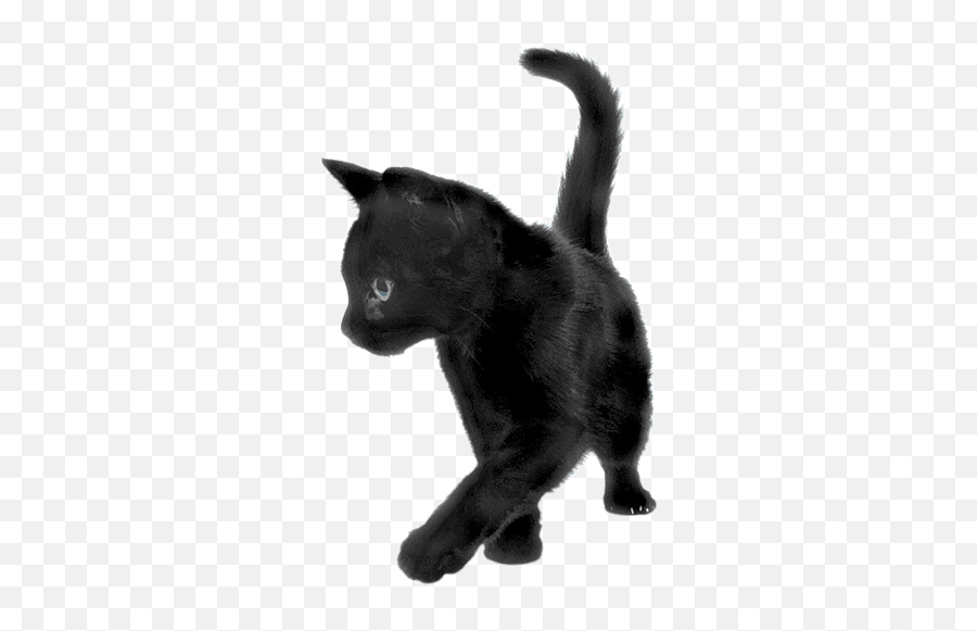 Black Cat Sideview Transparent Png - Stickpng Kitten Persian Cat Black,Cat Png Image