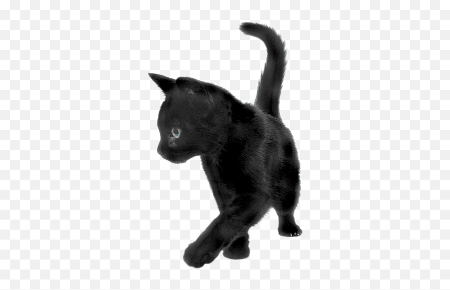 Cats transparent PNG images - StickPNG