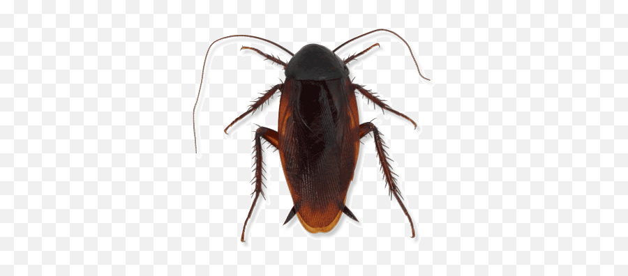 Types Of Cockroaches In Michigan Ohio And Indiana - Ground Beetle Png,Cockroach Png