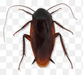 Types Of Cockroaches In Michigan Ohio And Indiana - Ground Beetle Png,Cockroach Png