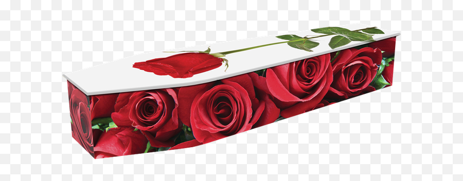 Expression - Red Roses Peter Tobin Funerals Coffin White With Red Roses Png,Red Roses Png