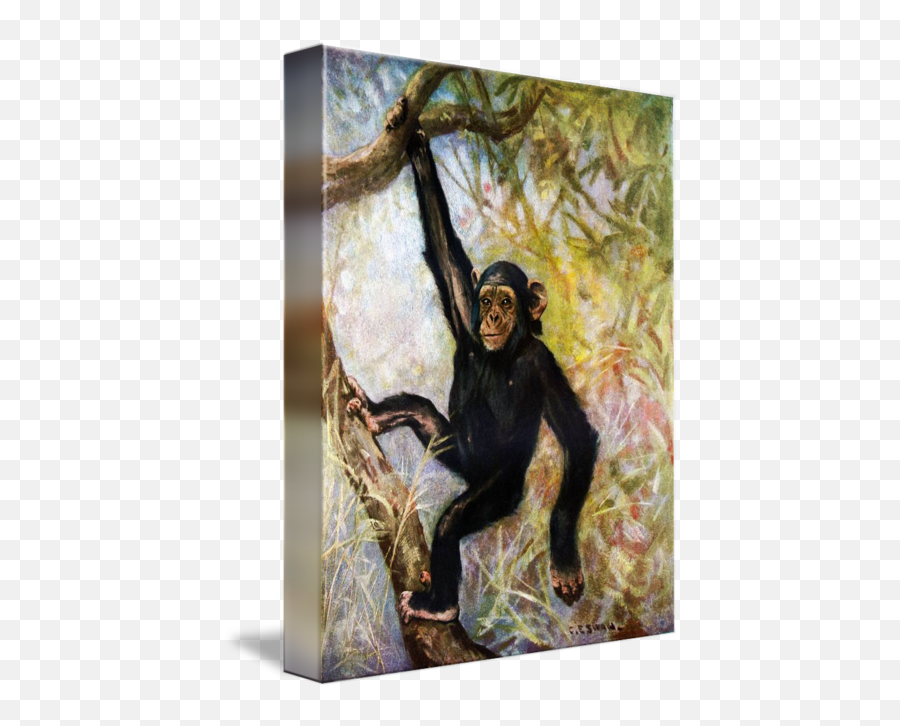 Chimpanzee By - Picture Frame Png,Chimpanzee Png