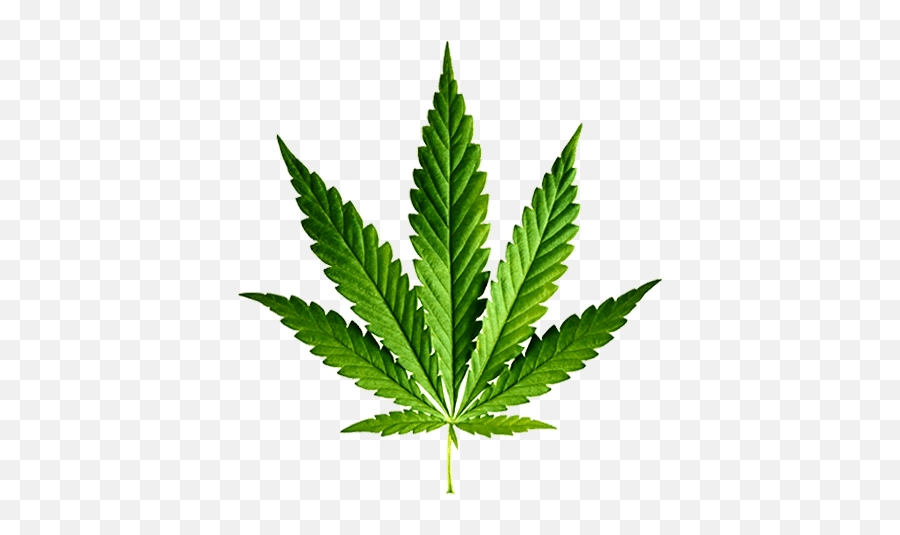 Plantine - Canadian Weed Flag Png,Hemp Leaf Png