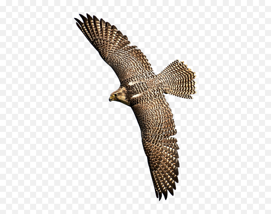 Falcon Bird Of Prey Wild - Hawk Birds Of Prey Cartoon Png,Prey Png