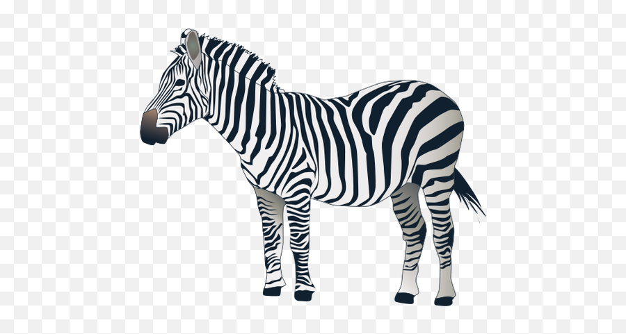 Zebra Png Image - Zebra Png,Zebra Logo Png