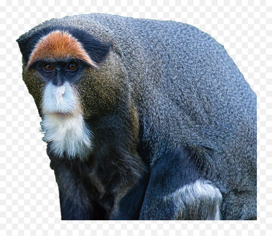 Images Of Monkey Free Download Clip Art - Webcomicmsnet De Brazza Monkey Transparent Png,Monkey Png