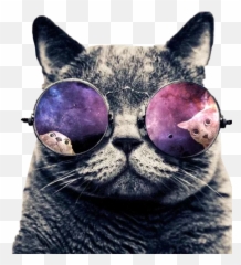 Galaxymagickitten Profiles Cat In Heat Care Animals - png