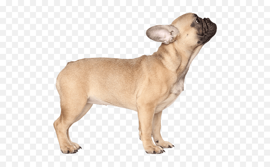 French Bulldog Png Transparent Images All - Transparent French Bulldog Png,Puppy Transparent Background