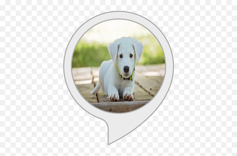 Amazoncom Dog Squeaky Toy Alexa Skills Png Icon