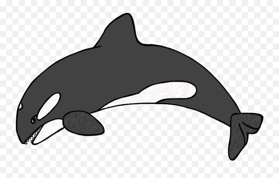 Stunning Cliparts Orca Clipart 26 Download Here Killer Whale Kids Drawing Png Free Transparent Png Images Pngaaa Com Clip art is a great way to help illustrate your diagrams and flowcharts. killer whale kids drawing png