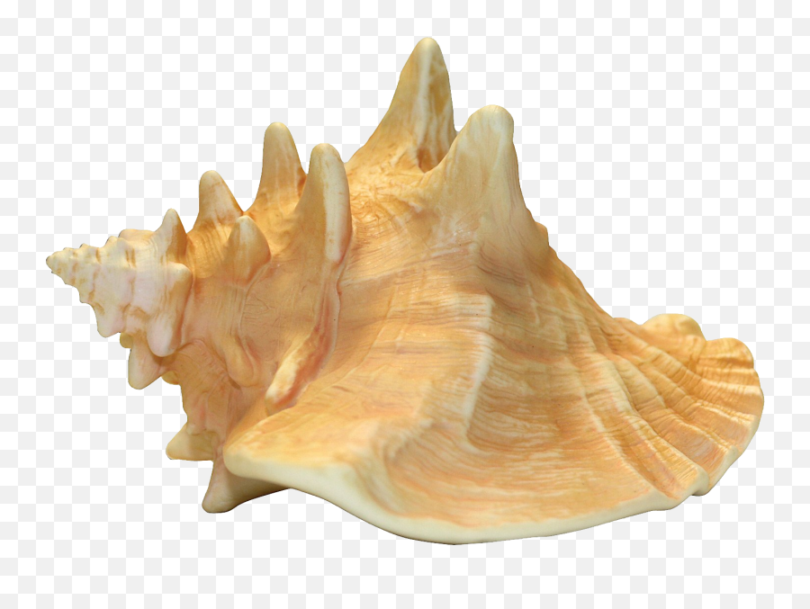Shell Clipart Conch Picture 2028747 - Conch Png,Shell Png