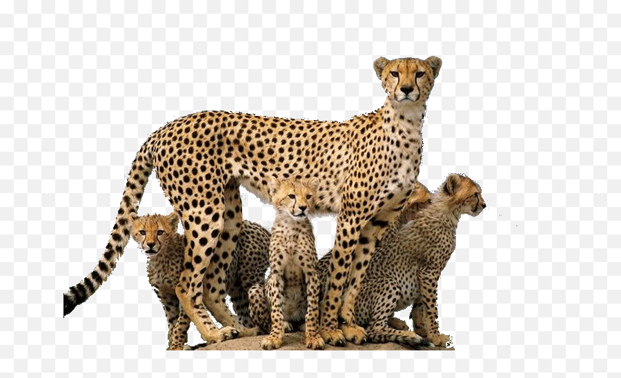 Download Cheetah Png - Cheetah Png,Animals Png