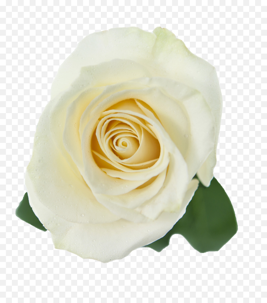 White Roses Transparent Png - White Rose Hd Transparent,Rose Transparent