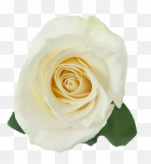 White Roses Transparent Png - White Rose Hd Transparent,Rose Transparent