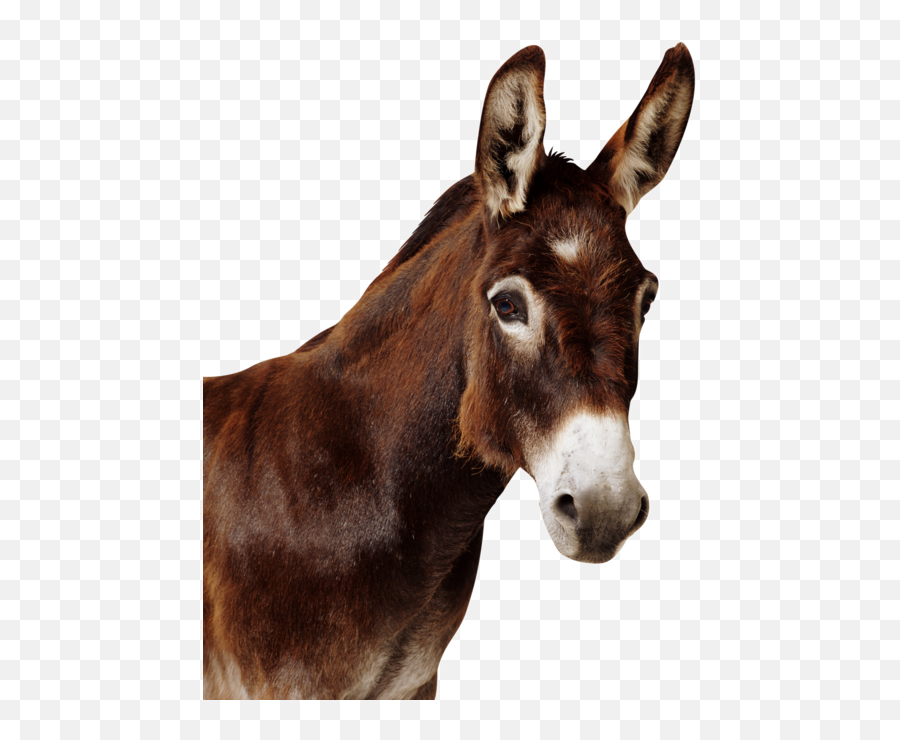 Download Curtis Leroy And The Mule - Mule Png,Mule Png