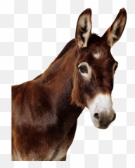 Download Curtis Leroy And The Mule - Mule Png,Mule Png