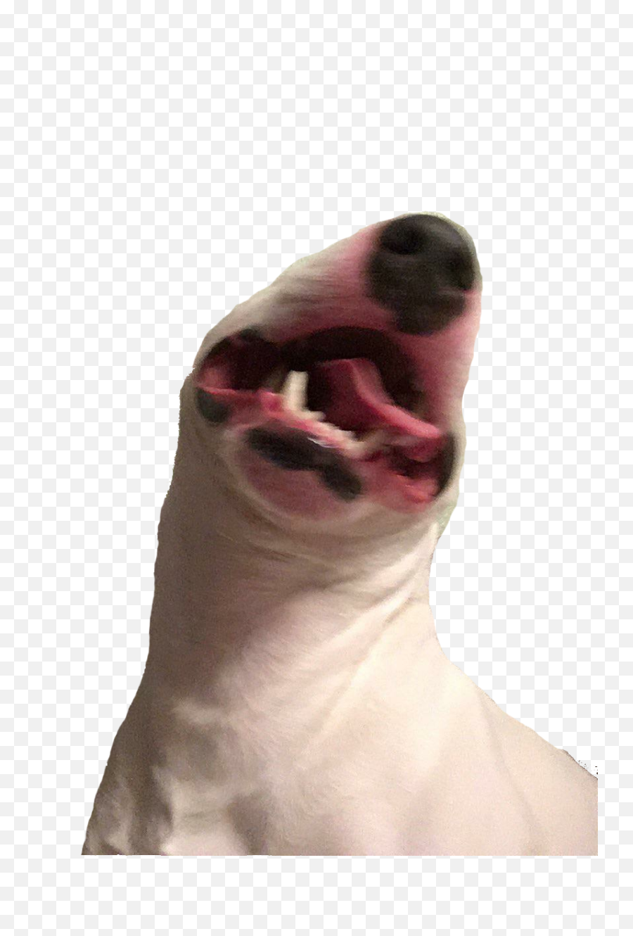 Le Screaming Walter Png Has Arrived - Walter Dog,Screaming Png
